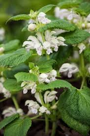 Attēlu rezultāti vaicājumam “Lamium album leaf”