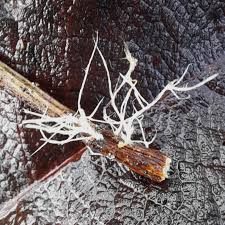 Attēlu rezultāti vaicājumam “Macrotyphula juncea”