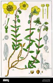 Attēlu rezultāti vaicājumam “Helianthemum nummularium fruit”