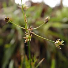 Attēlu rezultāti vaicājumam “Luzula pilosa flower”