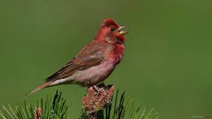 Attēlu rezultāti vaicājumam “Carpodacus erythrinus”