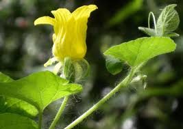 Attēlu rezultāti vaicājumam “Thladiantha dubia”