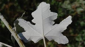 Attēlu rezultāti vaicājumam “Populus alba Nivea”