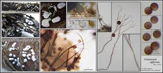 Attēlu rezultāti vaicājumam “Didymium difforme”