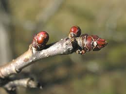 Attēlu rezultāti vaicājumam “Crataegus laevigata bud”