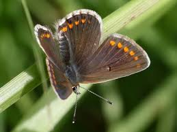 Attēlu rezultāti vaicājumam “Aricia artaxerxes  male”