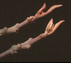 Attēlu rezultāti vaicājumam “Frangula alnus bud”