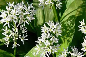 Image result for Bärlauch