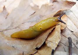 Attēlu rezultāti vaicājumam “Malacolimax tenellus”