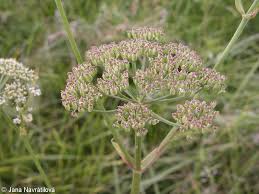 Attēlu rezultāti vaicājumam “Angelica palustris”