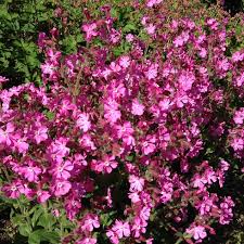 Attēlu rezultāti vaicājumam “Silene dioica”