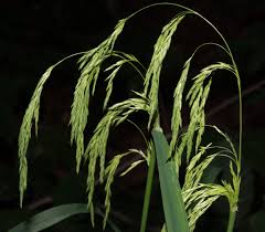 Attēlu rezultāti vaicājumam “Cinna latifolia leaf”