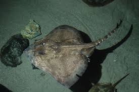 Image result for Raja clavata