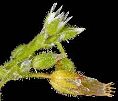 Attēlu rezultāti vaicājumam “Cerastium semidecandrum bud”