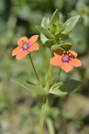 Image result for Anagallis arvensis