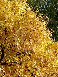 Attēlu rezultāti vaicājumam “Fraxinus excelsior Pendula female flower”