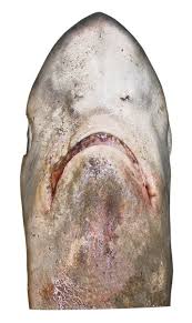 Image result for Alopias superciliosus