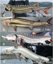 Image result for Acipenser medirostris