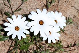 Image result for Dimorphotheca pluvialis