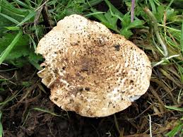 Attēlu rezultāti vaicājumam “Lepiota aspera”