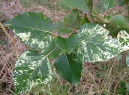 Attēlu rezultāti vaicājumam “Populus x gileadensis leaf”