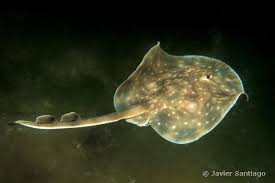 Image result for Raja undulata