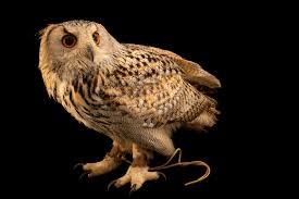 Attēlu rezultāti vaicājumam “Bubo bubo”