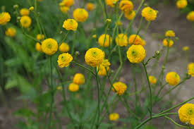 Attēlu rezultāti vaicājumam “Ranunculus acris flower”
