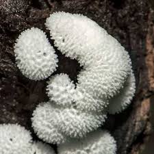 Attēlu rezultāti vaicājumam “Ceratiomyxa porioides spores”