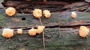 Attēlu rezultāti vaicājumam “Tubifera ferruginosa (subsp. ferruginosa) spores”