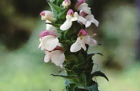 Attēlu rezultāti vaicājumam “Orobanchaceae”