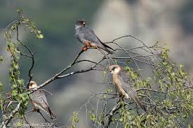 Image result for Falco vespertinus