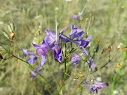 Image result for Delphinium consolida