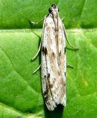 Attēlu rezultāti vaicājumam “Phycitodes binaevella”