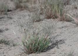 Attēlu rezultāti vaicājumam “Corynephorus canescens flower”