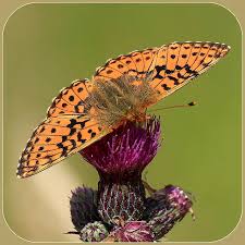 Attēlu rezultāti vaicājumam “Boloria aquilonaris”