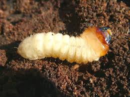 Attēlu rezultāti vaicājumam “Rhagium mordax”