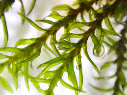 Attēlu rezultāti vaicājumam “Cinclidotus danubicus”