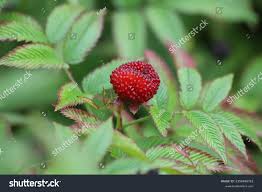 Attēlu rezultāti vaicājumam “Rubus illecebrosus fruit”