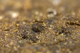 Attēlu rezultāti vaicājumam “Licea chelonoides macro”