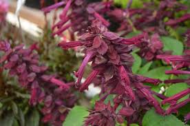 Image result for Salvia splendens