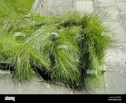 Attēlu rezultāti vaicājumam “Carex diandra”