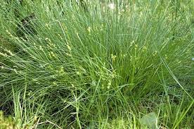 Attēlu rezultāti vaicājumam “Carex echinata”