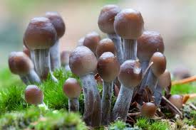 Attēlu rezultāti vaicājumam “Mycena filopes”