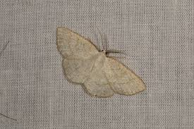 Attēlu rezultāti vaicājumam “Cabera exanthemata”