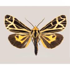 Attēlu rezultāti vaicājumam “Apamea ophiogramma”