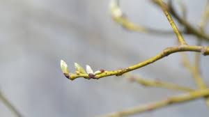 Attēlu rezultāti vaicājumam “Salix aurita bud”