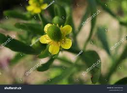 Attēlu rezultāti vaicājumam “Ranunculus sceleratus leaf”