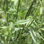 Attēlu rezultāti vaicājumam “Juncus nastanthus”