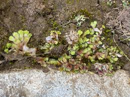 Attēlu rezultāti vaicājumam “Reboulia hemisphaerica”